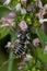 Leafcutter Bee - Genus Megachile
