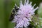 Leafcutter Bee - Genus Megachile