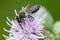 Leafcutter Bee - Genus Megachile