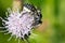 Leafcutter Bee - Genus Megachile