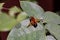 Leafcutter bee on leaf