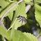 A Leafcutter Bee Making a Cut in a Leaf