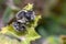 Leafcutter bee, Megachile sp., cutting the leaf of a green plant