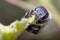 Leafcutter bee, Megachile sp., cutting the leaf of a green plant