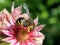 Leafcutter Bee on Pink Flower