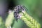 Leafcutter cuckoo bee (Coelioxys) on white oregano flowers