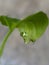 Leafe green vegetable with water drop, blurred wall cement background