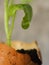 Leafe green vegetable with water drop, blurred wall cement background