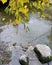 Leafes water and stones