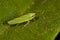 Leafhopper