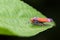 Leafhopper Sumatra