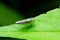 Leafhoppers