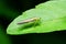 Leafhoppers