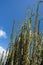 Leafing Ocotillo plants in Anza Borrego Desert State Park in California during the spring, against blue sky