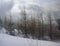 Leafles larch trees in the winter