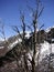 Leafles tree with snow capped mountain in the background