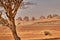 Leafless acacia tree in the desert in front of the famous pyramids in Sudan near Meroe