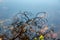 A leafless autumn tree reflected in clear water, with colourful leaves floating under the surface