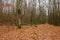 Leafless beech trees in the forest. moss on the tree trunk