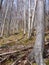 Leafless beech wood in the spring