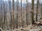 Leafless beech wood in the spring