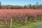 Leafless berry plants prepared for winter season.