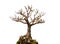 Leafless bonsai plant