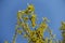 Leafless branch of forsythia with yellow flowers against blue sky