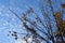 Leafless branches of an apple tree fanning out, entwined with dried hop stalks with cones, against the backdrop of sky