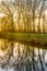 Leafless branches reflected in a mirror smooth water surface