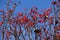 Leafless branches of whitebeam with red berries