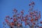 Leafless branches of whitebeam with red berries against blue sky