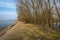 Leafless bushes on a groyne in the river