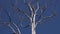 Leafless Crown of Dry Tree against Clear Blue Sky