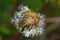 Leafless dandelion