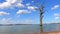 Leafless dead tree standing alone in the Bowna Waters Reserve natural parkland on the foreshore of Lake Hume, Albury.