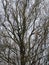 Leafless deciduous tree trunk and branches. Silhouette