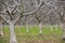 Leafless fruit trees on a winter day, Sacramento valley, California