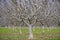 Leafless fruit trees on a winter day, Sacramento valley, California