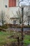 Leafless grape bush and street lamp.