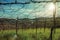 Leafless grapevines and sunlight in a vineyard