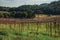 Leafless grapevines in a vineyard with house