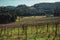 Leafless grapevines in a vineyard with house