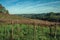 Leafless grapevines on vineyard and skyline