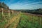 Leafless grapevines on vineyard and skyline