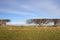 Leafless hedgerow background