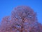 Leafless maple with snowy branches during blue hour