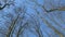 Leafless Maple Tree In Autumn. Natures Intricate Design. Silhouette View Of Tree Branches Against A Blue Sky. Lonely