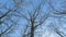 Leafless Maple Tree In Autumn. Natures Intricate Design. Silhouette View Of Tree Branches Against A Blue Sky. Lonely