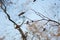 Leafless maple tree branch with samaras